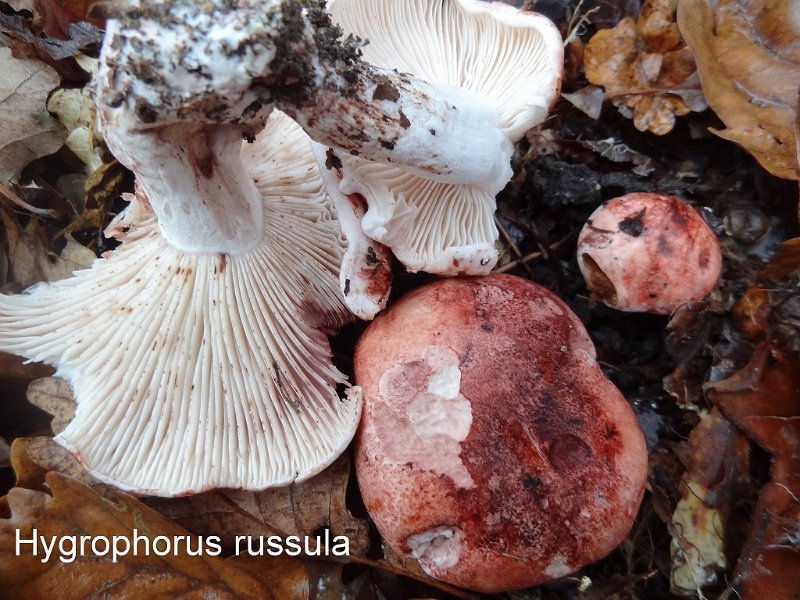 Hygrophorus russula-amf965-3.jpg - Hygrophorus russula ; Syn1: Limacium russula ; Syn2: Tricholoma russula ; Nom français: Hygrophore russule, Vinassier